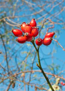 Royalty Free Photo of Dog Rose Hips Against a Blue Sky