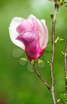 Royalty Free Photo of a Magnolia Flower