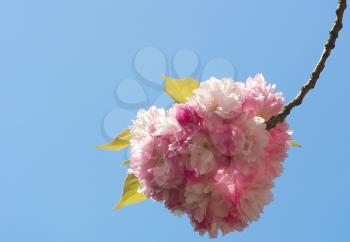 Royalty Free Photo of a Bunch of Sakura Blossom