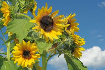 Royalty Free Photo of Sunflowers Against a Blue Sky
