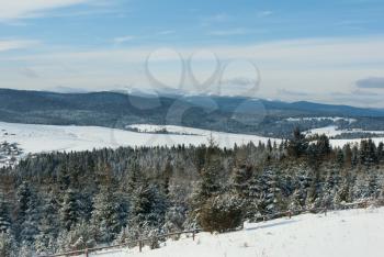 Royalty Free Photo of Fir Trees on a Winter Mountain