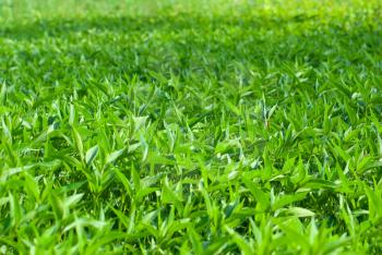 Royalty Free Photo of a Field of Grass and Weeds