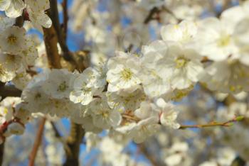 Seasonal blossoming tree springtime. Spring white blossom. Outdoor bloom closeup. April garden natural tree branch.