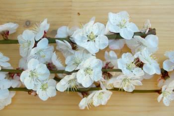 Spring white blossom on wood texture background. Seasonal blossoming springtime. Bloom closeup. April flower tree branch composition.