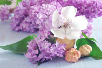 Fresh flower close-up horizontal still life background. Spring purple lilac and white blossom. Blooming closeup romance decoration template.