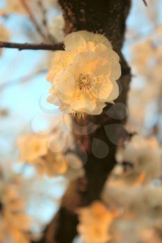 Spring blossom in sunset sunrise yellow color. Beautiful outdoor blooming garden. Blossoming closeup tree petals.