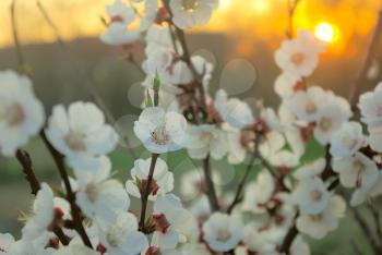 Spring tree blossom in sunset sunrise yellow color. Beautiful outdoor blooming garden. Blossoming closeup tree petals.