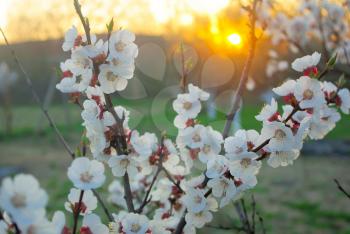 Blossoming closeup tree petals. Spring tree blossom in sunset sunrise color. Beautiful outdoor blooming garden. 