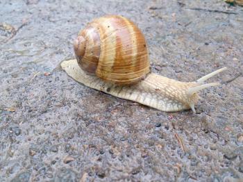 Snail crawling on wet surface. Wild animal closeup. Snail shell brown creature.