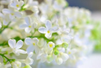 White spring flower love romantic background. Gentle vibrant fresh blossom. Bright positive inspirational backdrop. Blooming delicate flowers. Clean springtime petals.
