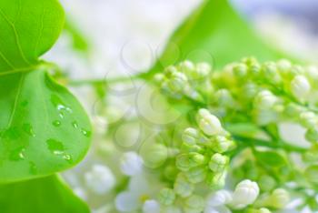 Spring gentle flower with rain drop on green leaf. Blossoming white bright romantic background.Flora freshness positive love inspirational image. Romance mood vibrant backdrop.