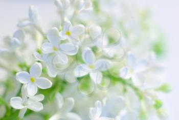 White spring flower love romantic background. Blooming delicate flowers. Clean springtime petals. Gentle vibrant fresh blossom. Bright positive inspirational backdrop. 