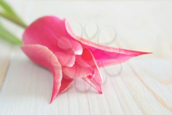 Spring fresh tulip on retro wooden table greeting background template. Beautiful pink tulip flower macro selective focus natural blooming.