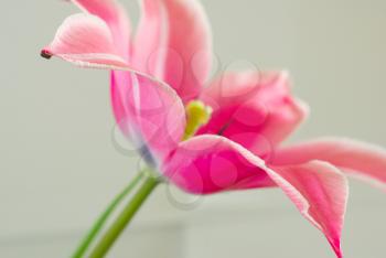 Beautiful pink tulip flower background. Macro selective focus tulip closeup natural beauty.
