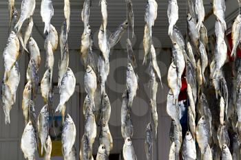 Royalty Free Photo of Bundles of Dried Fish