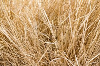 Royalty Free Photo of Dry Grass
