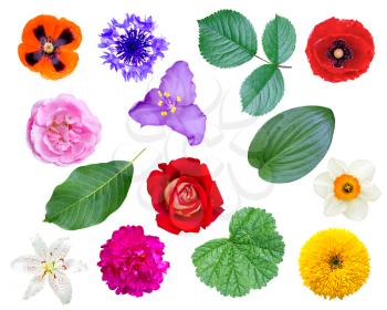 set of flowers and leaves isolated on white background