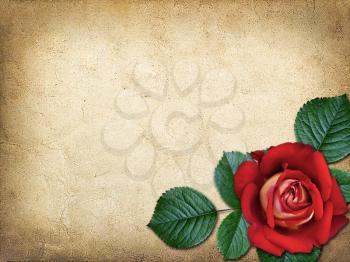 Royalty Free Photo of a Card With a Rose