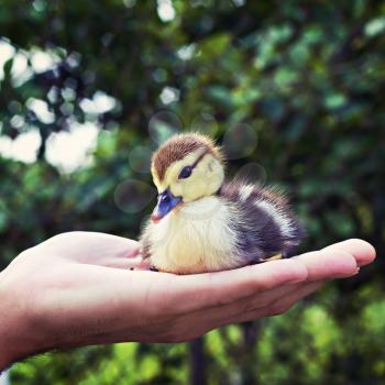 small yellow and black duck in the man's hand