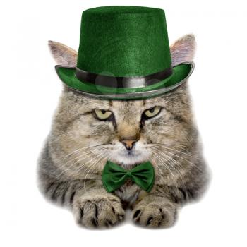 cat in a green hat and tie butterfly isolated on white background