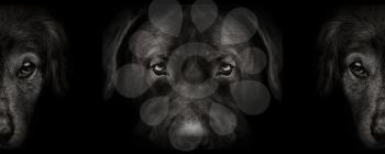 dark muzzle labrador and spaniel dog closeup. front view