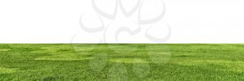 large grass field to horizon isolated on white