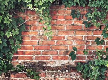 brick wall overgrown with ivy in the background