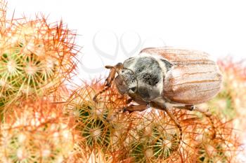 Royalty Free Photo of a Beetle on a Cactus