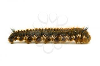 Royalty Free Photo of a Caterpillar