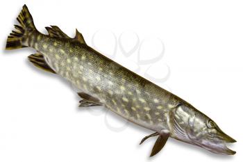 Royalty Free Photo of a Pike
