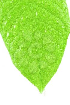 Royalty Free Photo of a Leaf