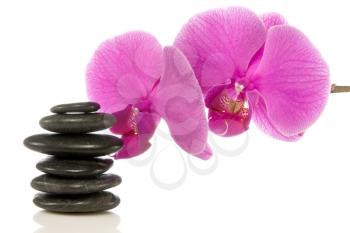 Royalty Free Photo of Pink Orchids and Stones