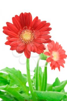 Royalty Free Photo of a Red Gerbera Daisies