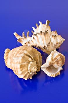 Royalty Free Photo of Seashells