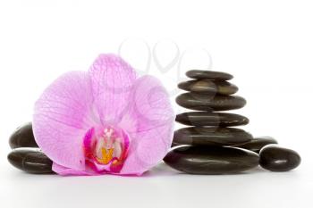 Orchid and black stones on a white background