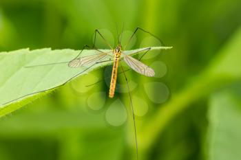 Mosquito sitting on the leaf over a green background 