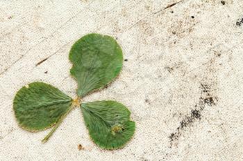 Dry three-leafed clover on aged background with copy-space
