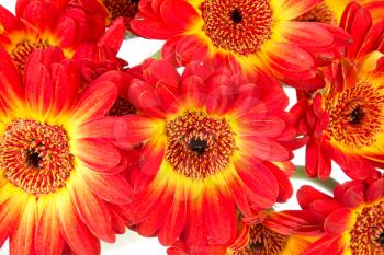 Close up view of beautiful gerbera flowers