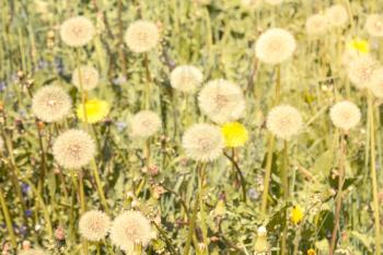 Air dandelions on summer field. Pastel filtered image. 