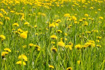 Yellow flower heads of sow-thistle on spring meadow 