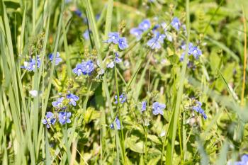 Wild  blue flowers on green meadow in summertime 