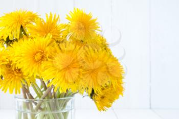 Yellow blooming dandelion flowers with copy space