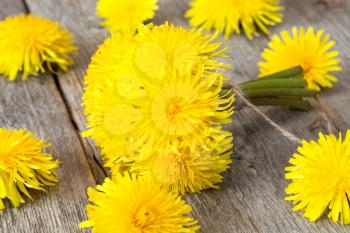 Healing plants - yellow dandelion flowers on wooden background