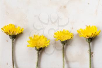 Four yellow wildflowers on old paper background. Copy-space.