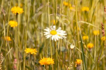 Summer meadow with single daisy and other wildflowers 