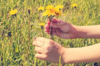 Girl picking wild flowers from a medow 