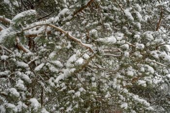 The branches of pine are covered with snow. Winter in a snowy forest. 