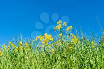  Green grass with blooming plants under blue sky background