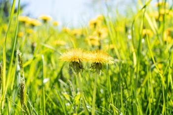 Close-up  of yellow dandelions on a summer meadow