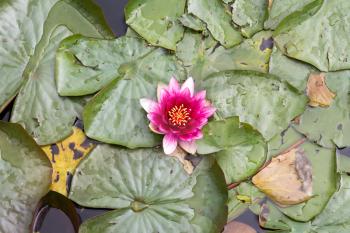 Blooming water lily in small pond.Top view.